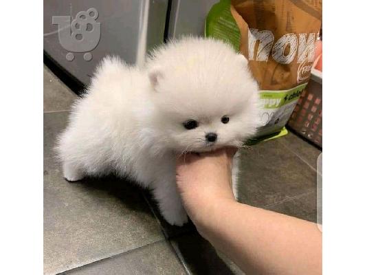PoulaTo: Πωλούνται κουτάβια Pomeranian